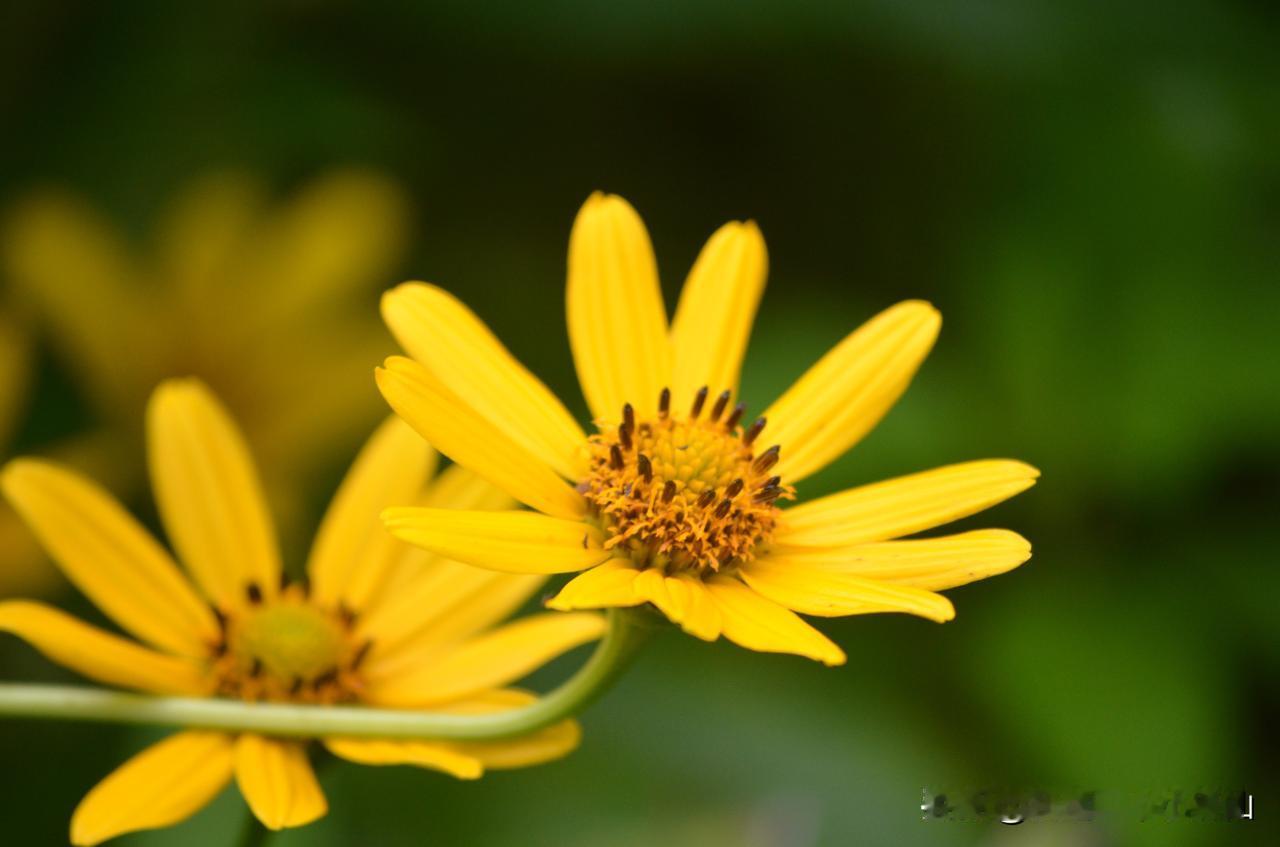 #幸运是自己能掌握的吗#
不能，所有人的人生都不是自己能掌握的，或许你不同意这个