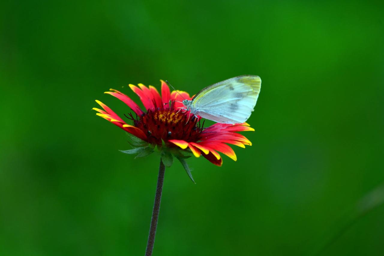 蝶恋花