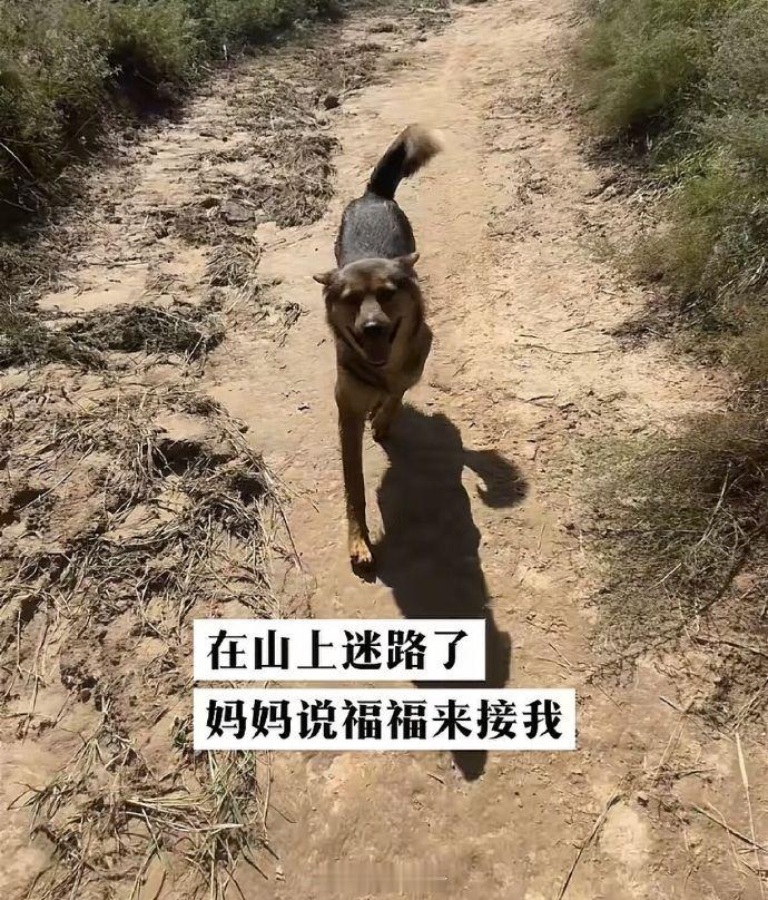 福福:要不是当年家里人偏心，读书的就是我了🤣👌 ​​​