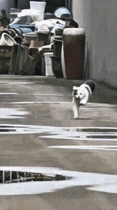 惊呆了。小猫在离家不远的地方玩。突然听到主人熟悉的声音在呼唤自己。小猫高兴的跳了