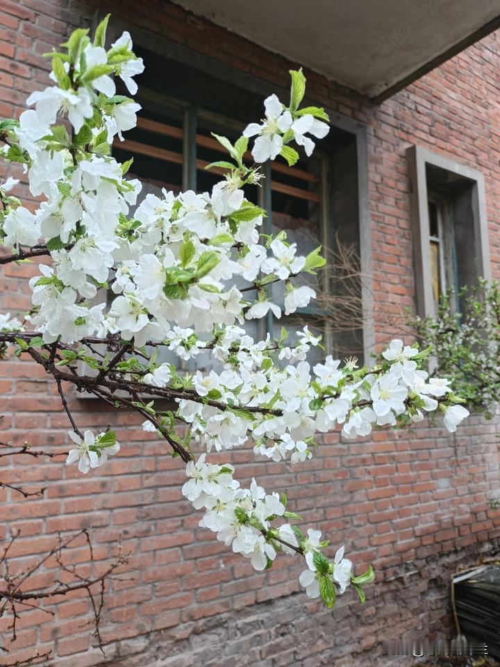 春天的雨不大，我喜欢打着伞到外面走走，空气特别清新。

大院里的樱桃花大多数都开