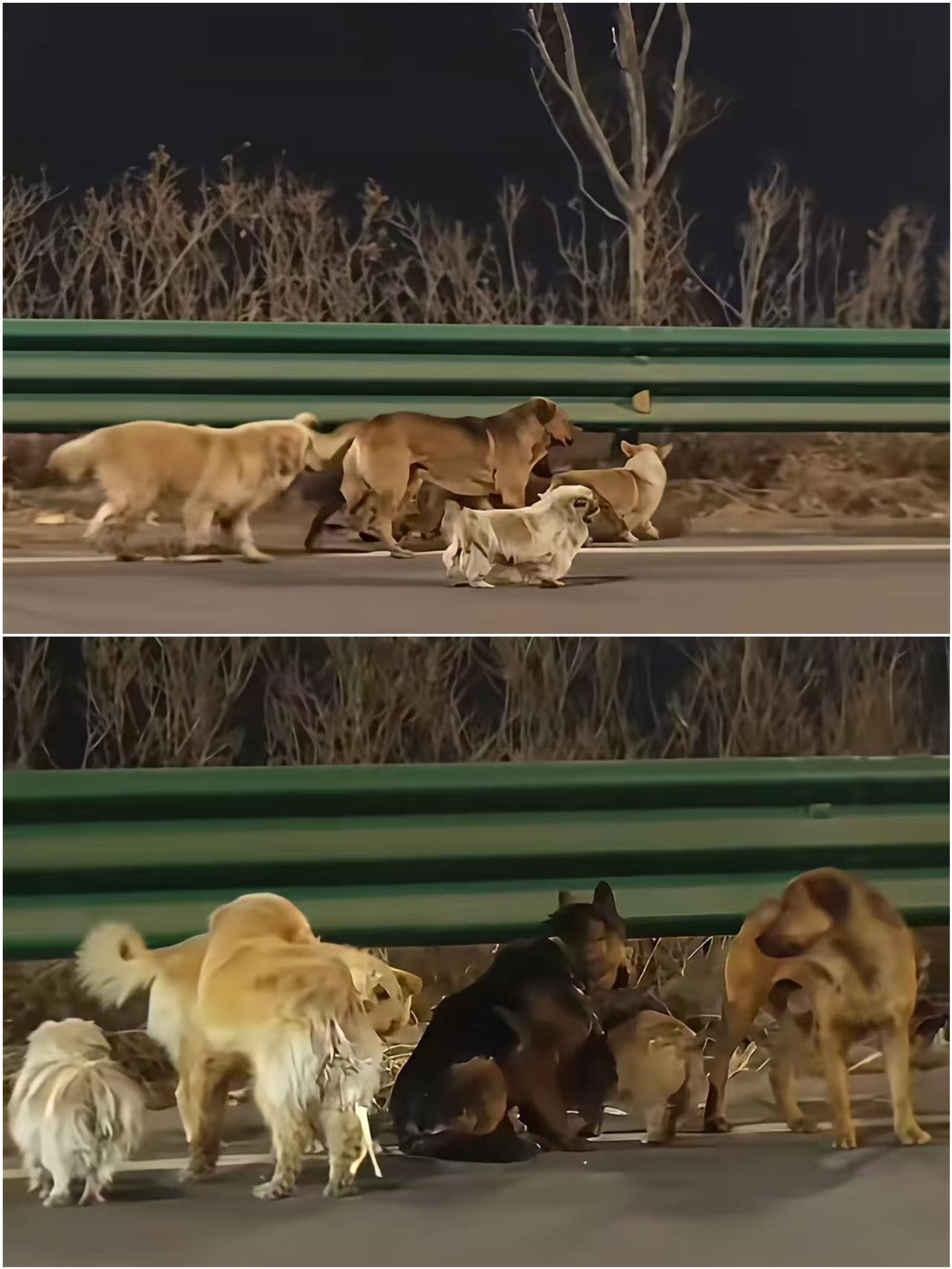 现实版汪汪队大逃亡真的看哭了！

7只小狗结伴闯过17公里，

不离不弃的样子比