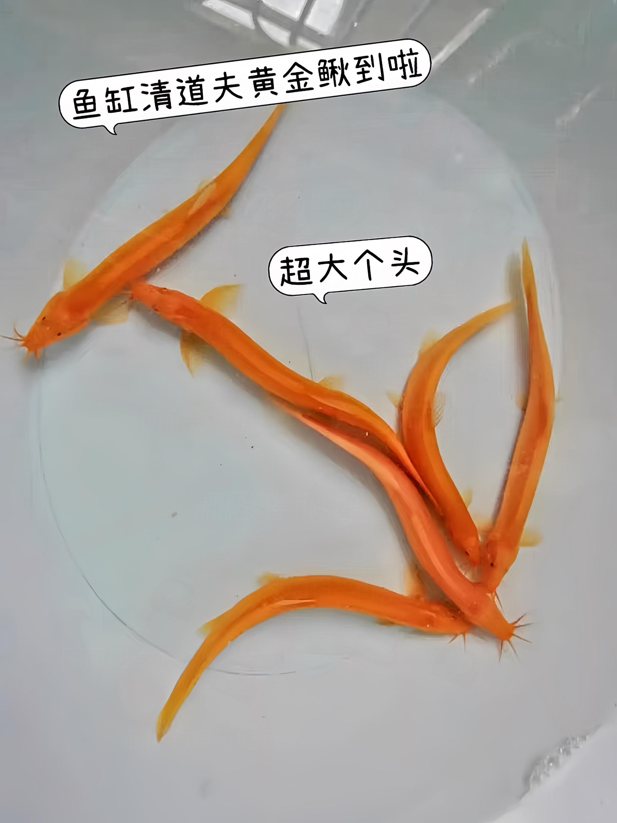 别瞧黄金鳅模样呆萌，它可是水族箱里隐藏的清洁大师。以藻类和食物残渣为食...