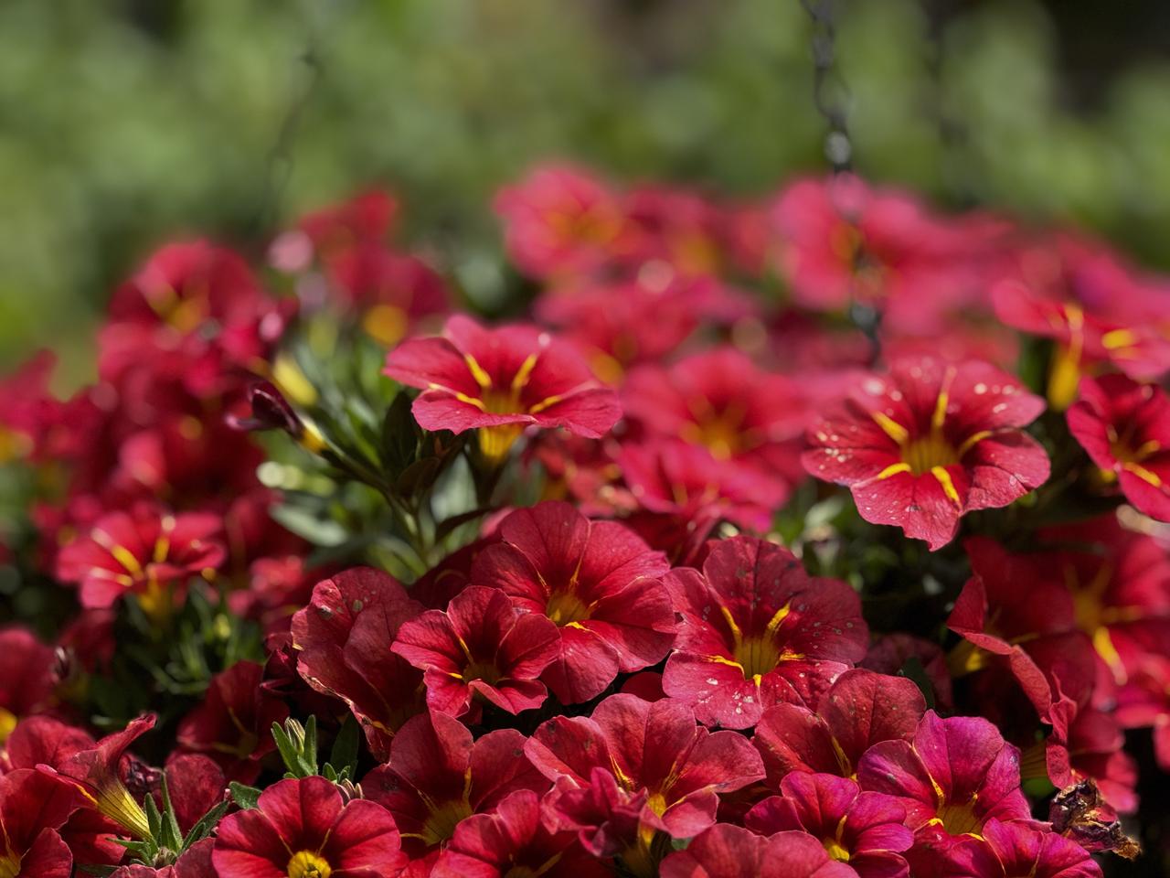 发一张你相册最近拍的花这是上月在朋友家院子里拍的舞春花。