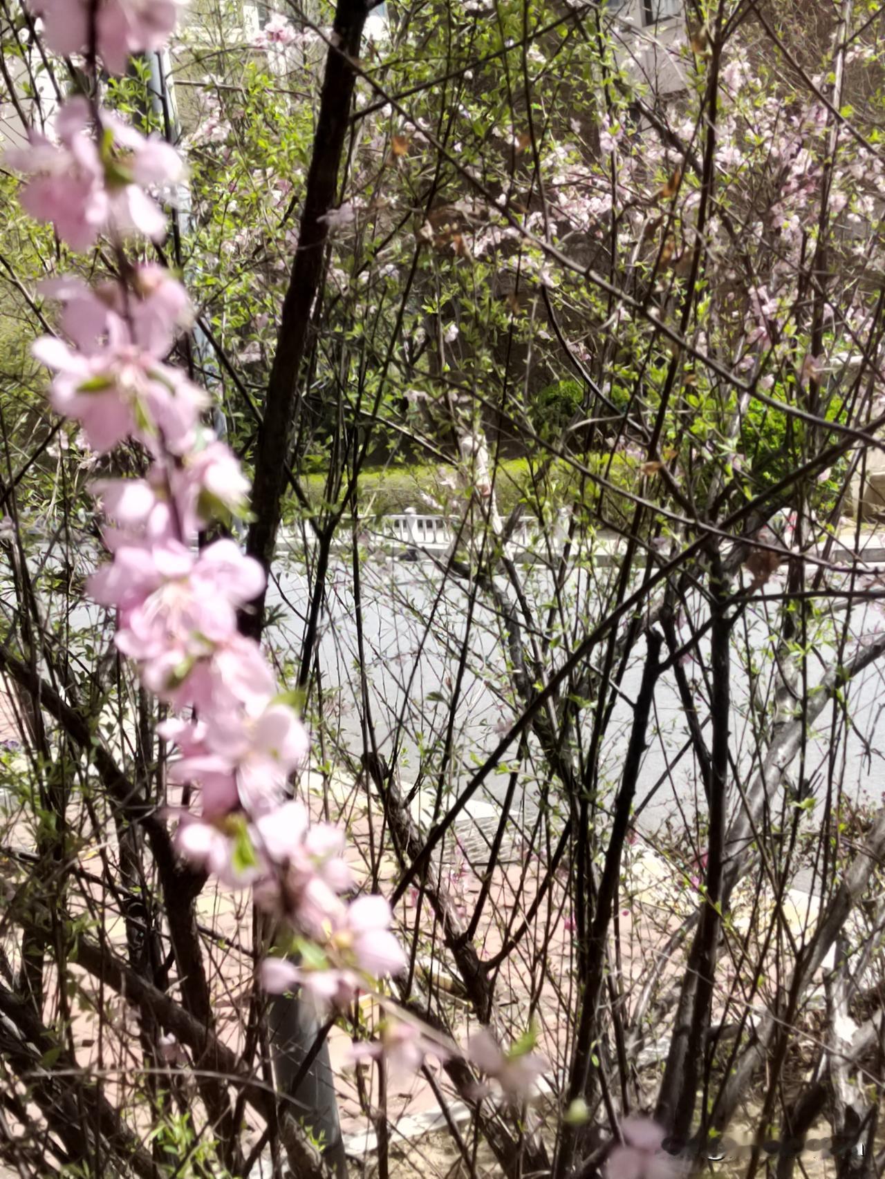 民以食为天，今天小老太太我，又上早市儿了。

买了点儿蓝莓，现在的蓝莓无论大的小