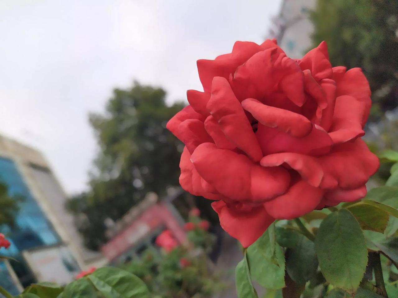 #请用一句话概括毛主席的一生#万年领袖毛主席公济天下为人民[赞][赞][赞][玫