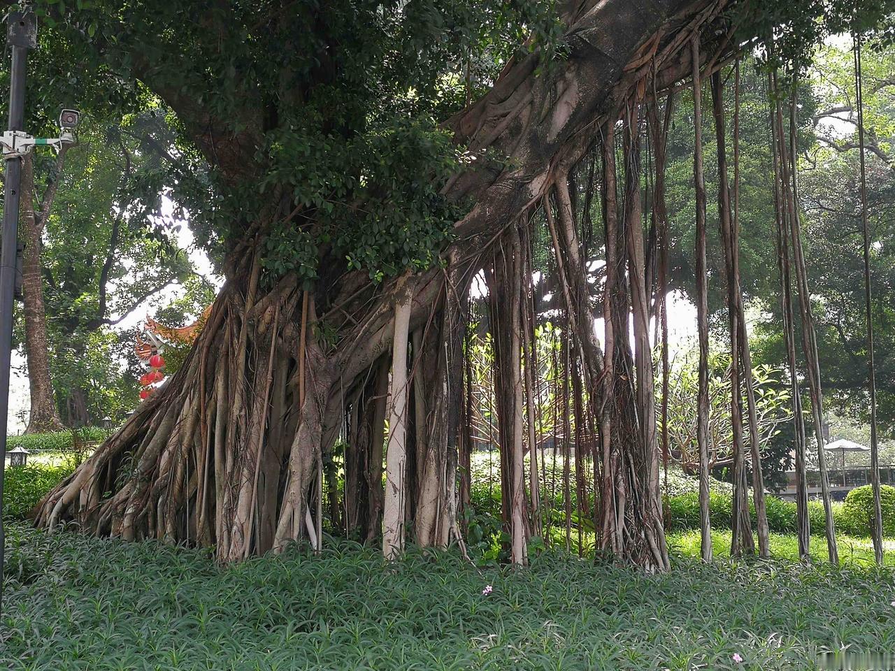 南方人的榕树情结……那一棵棵盘根错节、枝繁叶茂、四季常青的榕树无处不在，可看出南