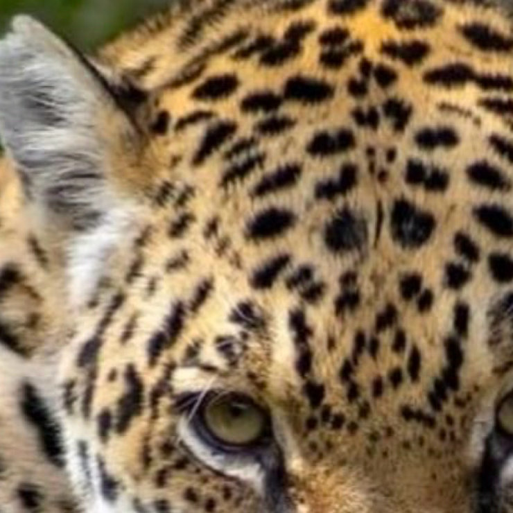 早安，周五愉快🐆大暑暑气正盛，骄阳灼灼，热浪漫过盛夏。愿寻一缕清风，守一份心安