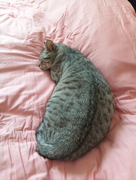 小猫奇奇怪怪的睡姿