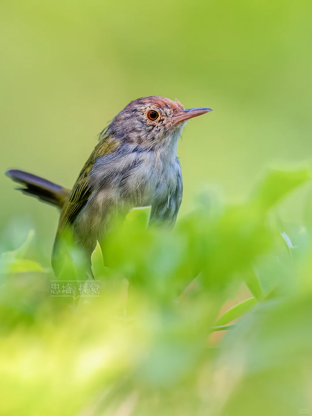 草丛中的小鸟