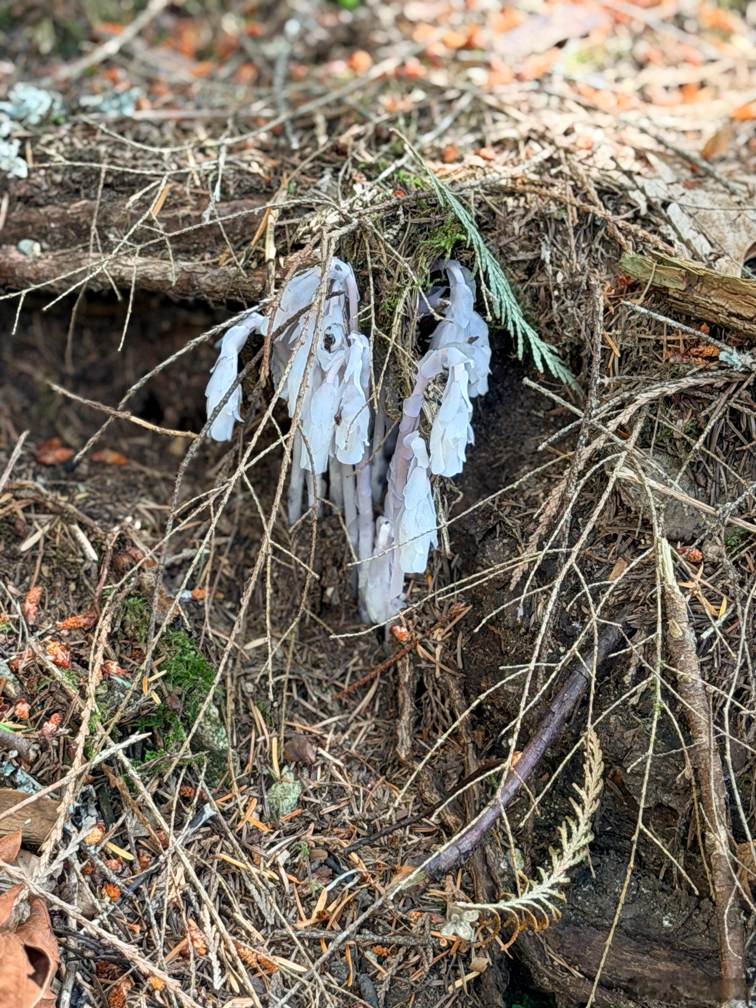 山里的植物们。最后一张图里的叫幽灵草ghost pipe，在草丛里发出银白色的幽