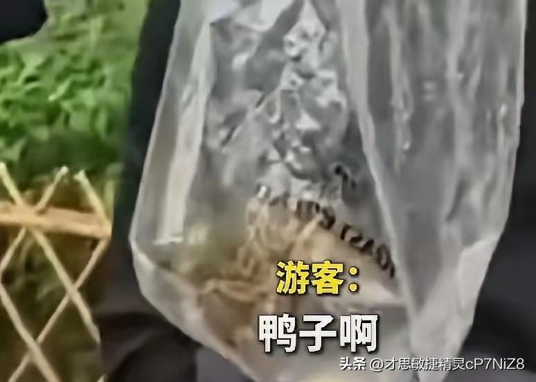 5月4日，浙江杭州，一游客在太子湾公园游玩时，偷偷将1只小鸳鸯装进塑料袋，准备带
