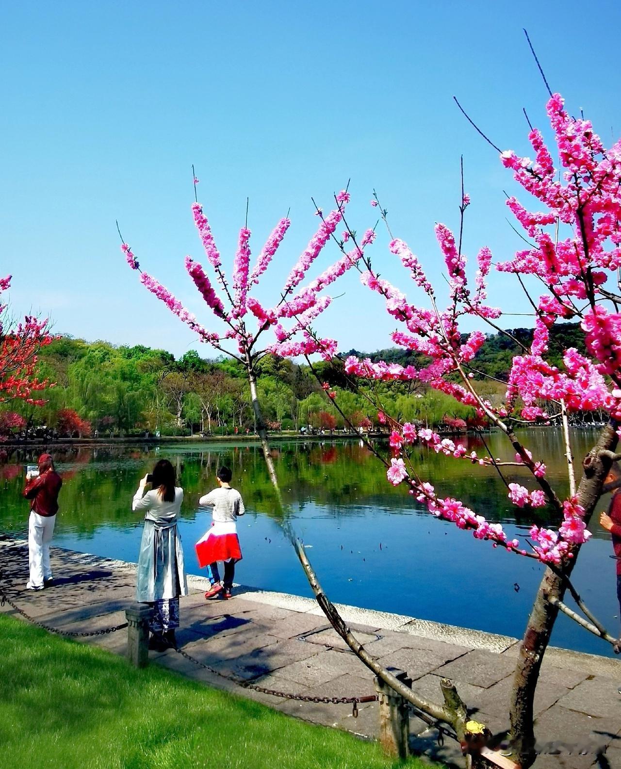 今年杭州西湖桃花‌盛花期为 3 月下旬至 4 月上旬‌，当前 4 月 10 日已