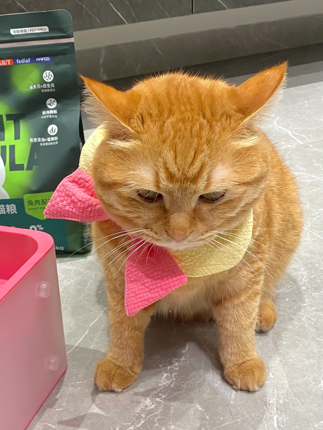 谁家小母猫这个站姿