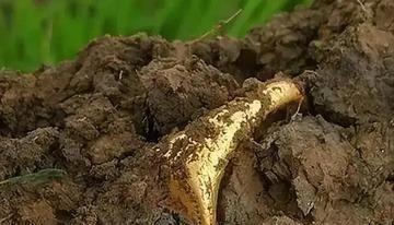 1984年，四川绵阳一农民正在挖地基，突然，他发现挖出的黑泥里，有东西闪着光，扒