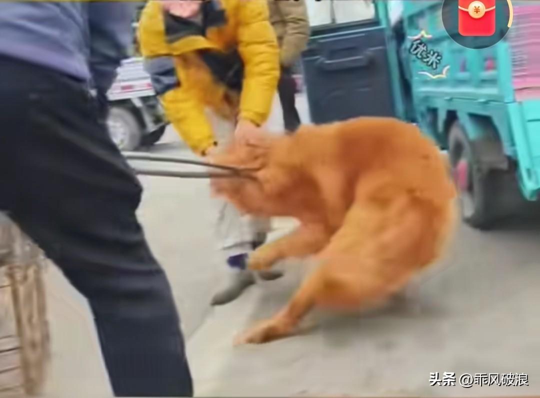 八十多斤重的大金毛落入了狗贩子手中。这只灵性的金毛深知，一旦被关进狗肉笼意味着什