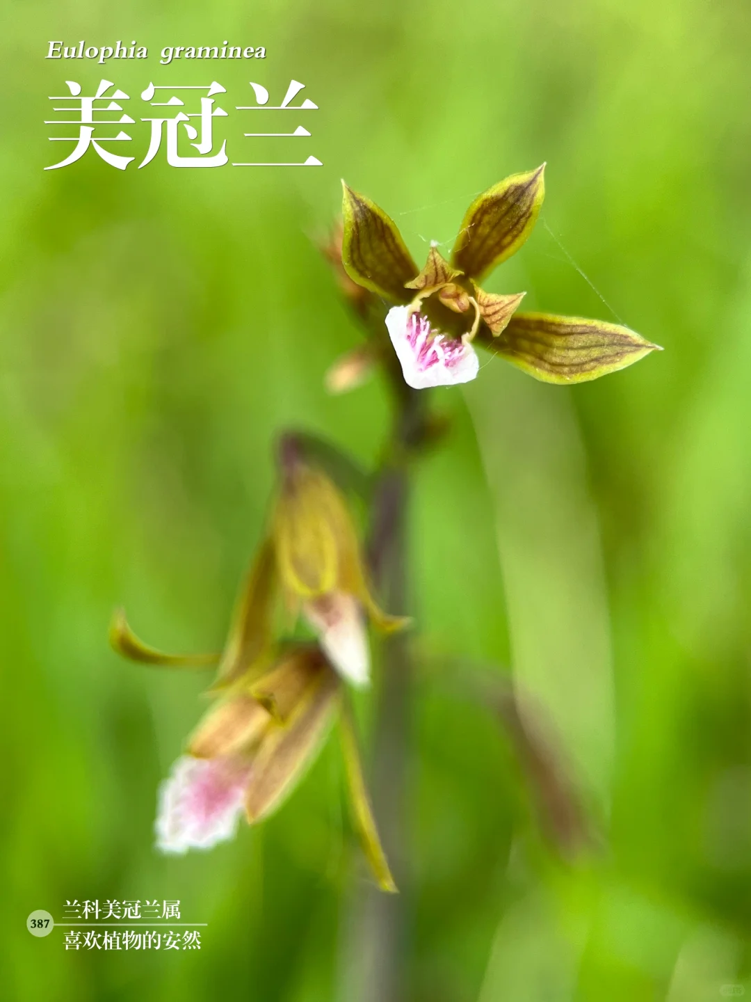 福州植物打标387｜美冠兰