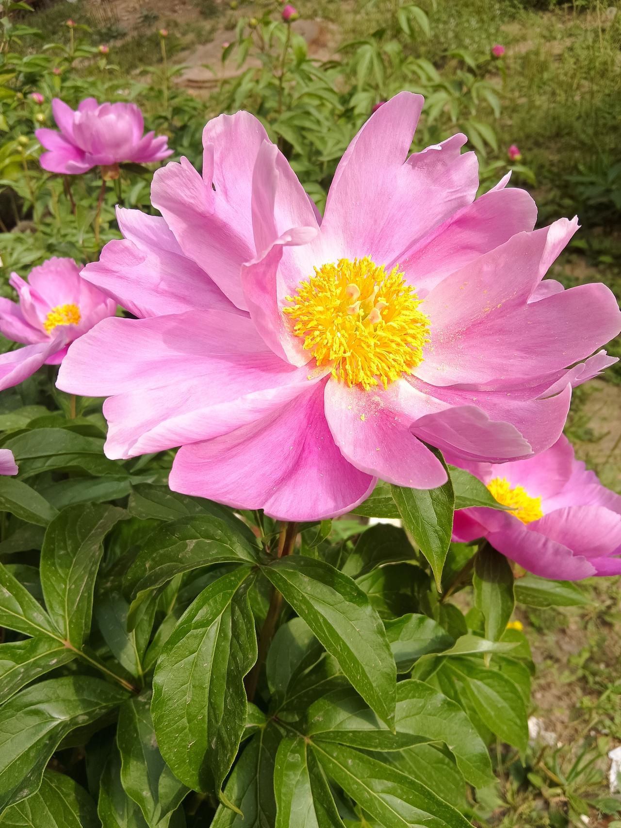 相册里最满意的照片花开的季节