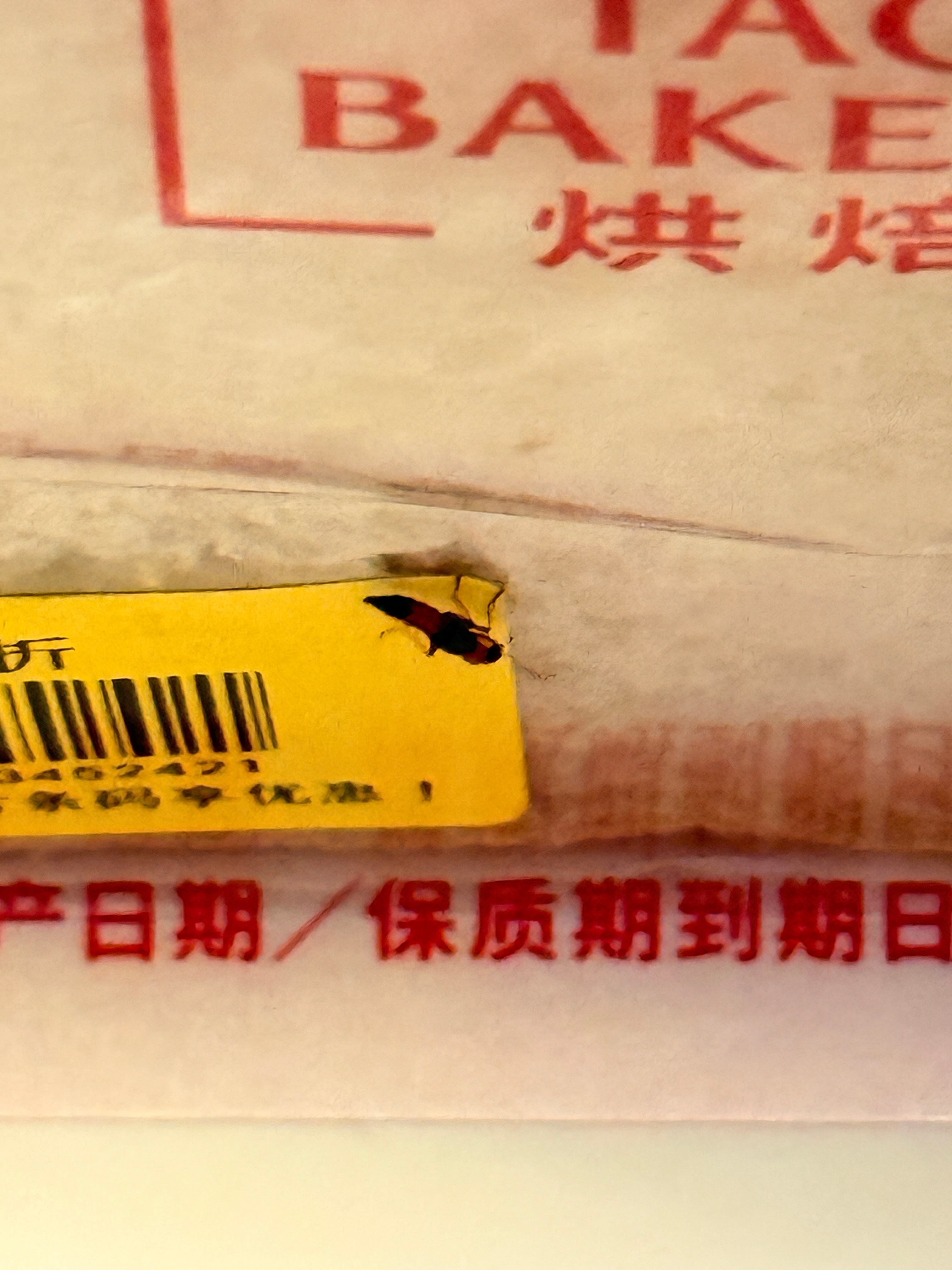 woc这个是隐翅虫吗我刚才隔着塑料袋按死了一只啊啊啊救命