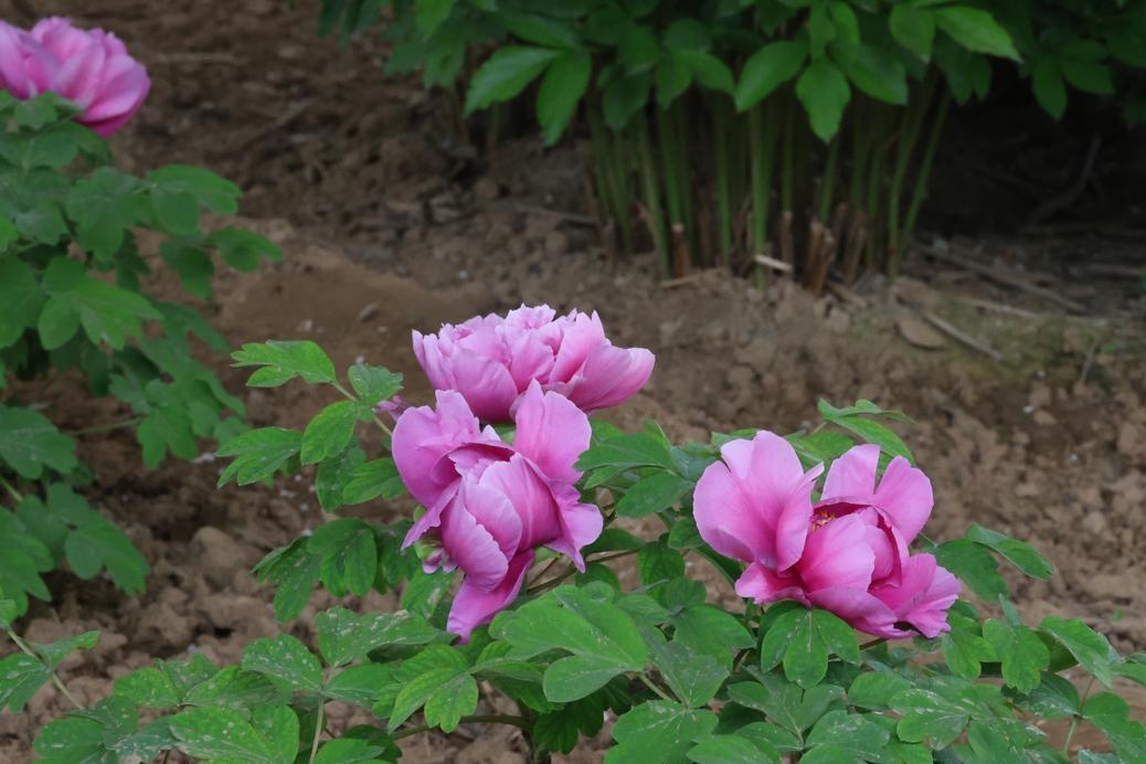 第十三届汉牡丹文化节启幕，千年汉牡丹历经轮回依旧盛放，愿我们如这古花般，历经风雨
