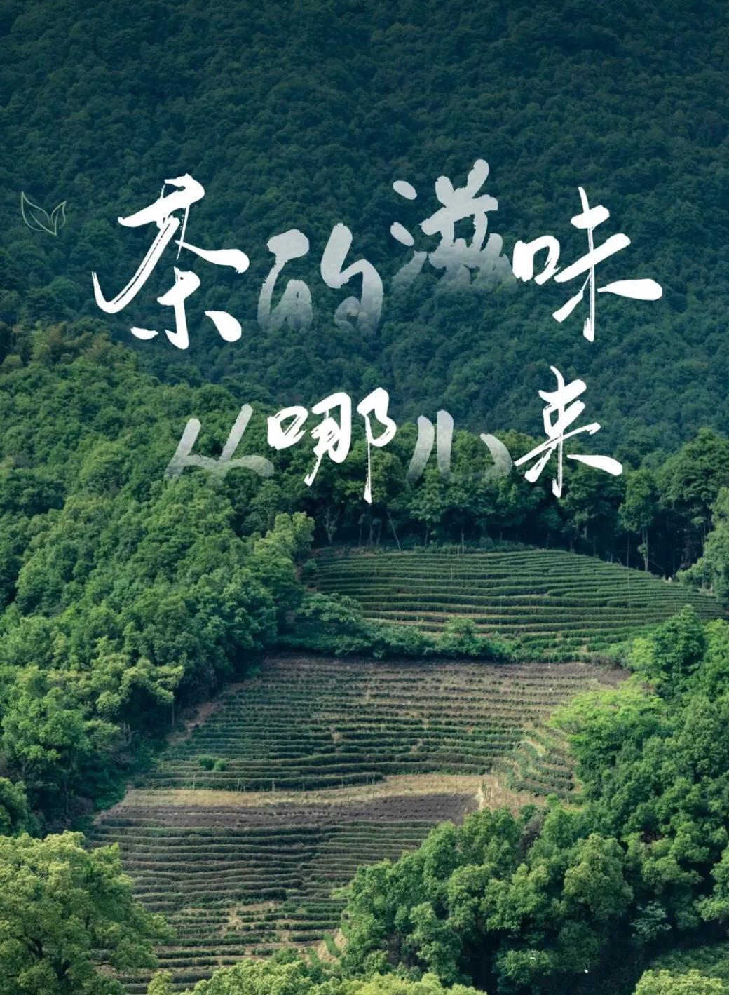 茶的滋味从哪里来，你知道吗？
