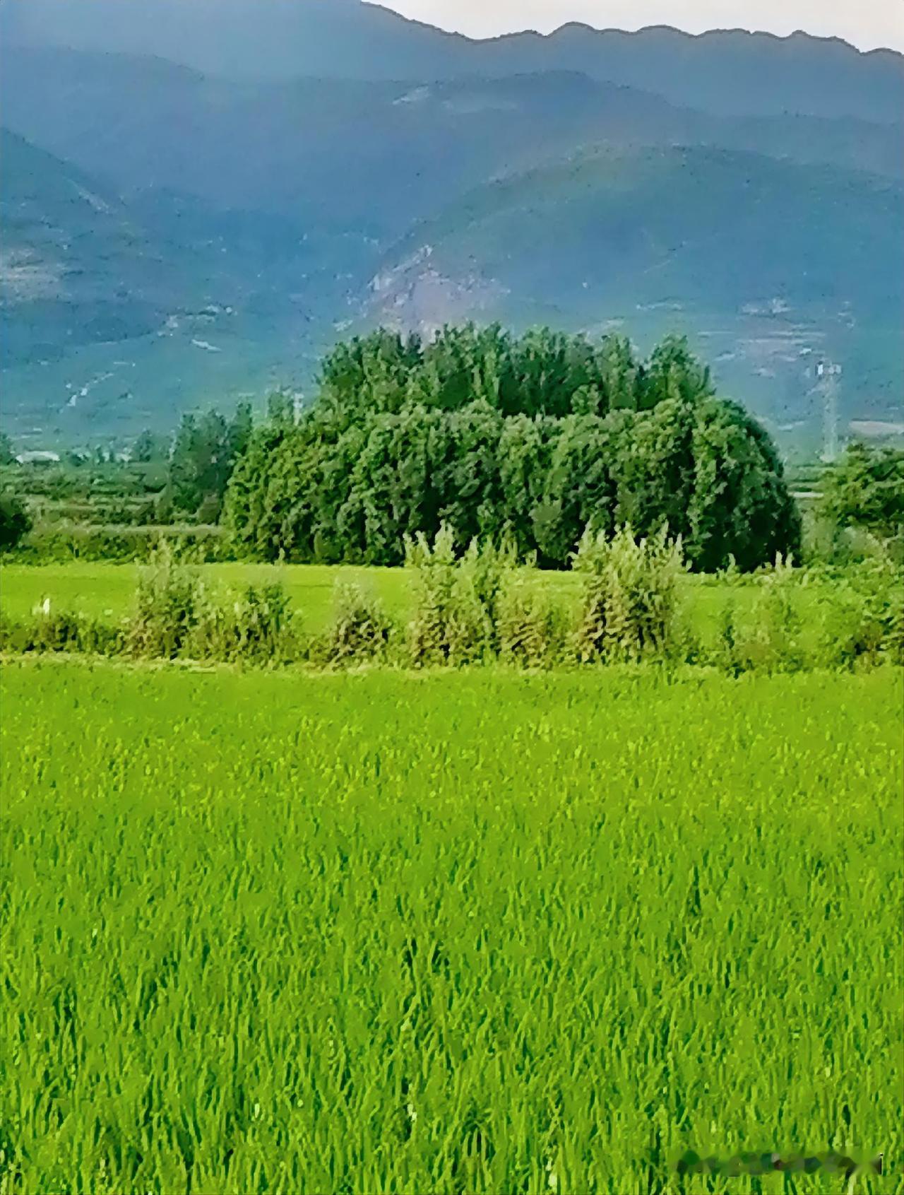 《一丛树（李林摄于汉中城固）》
