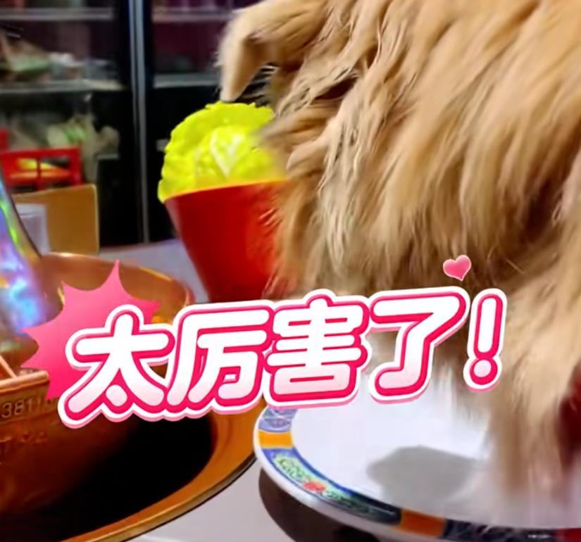 养狗不是错，但害人就不对了！恶心吐了！
合肥这家烤肉店的操作真让我 yue 到原