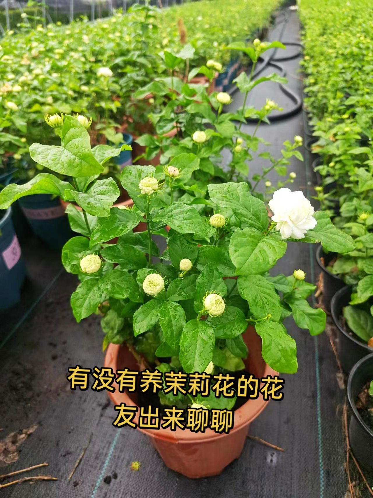 带你看看我家的花花草草 创作者中心 创作灵感 茉莉花种植基地 茉莉花盆栽基地