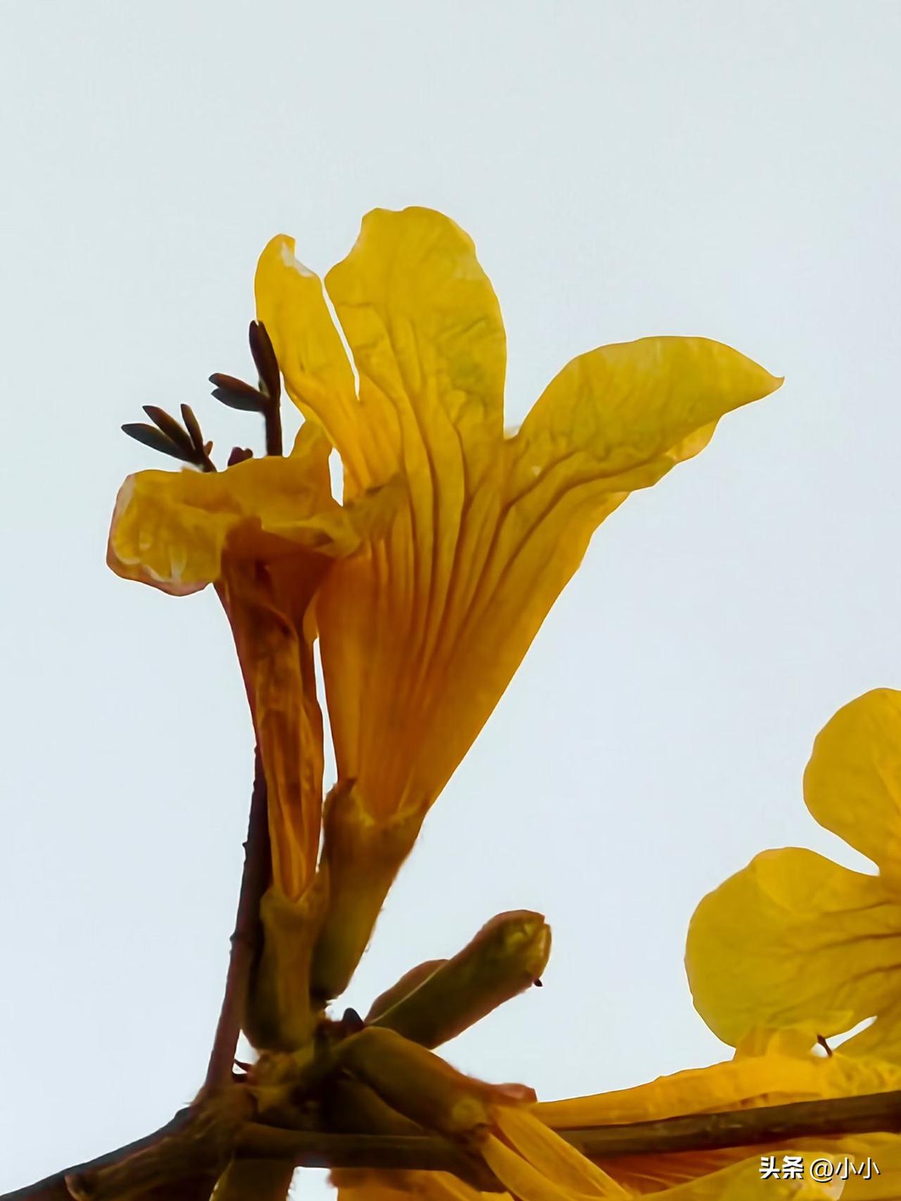 在头条评论也发现了一种人，拼命踩你的人，刚刚看到别人的评论区吵起来，热闹的，像极