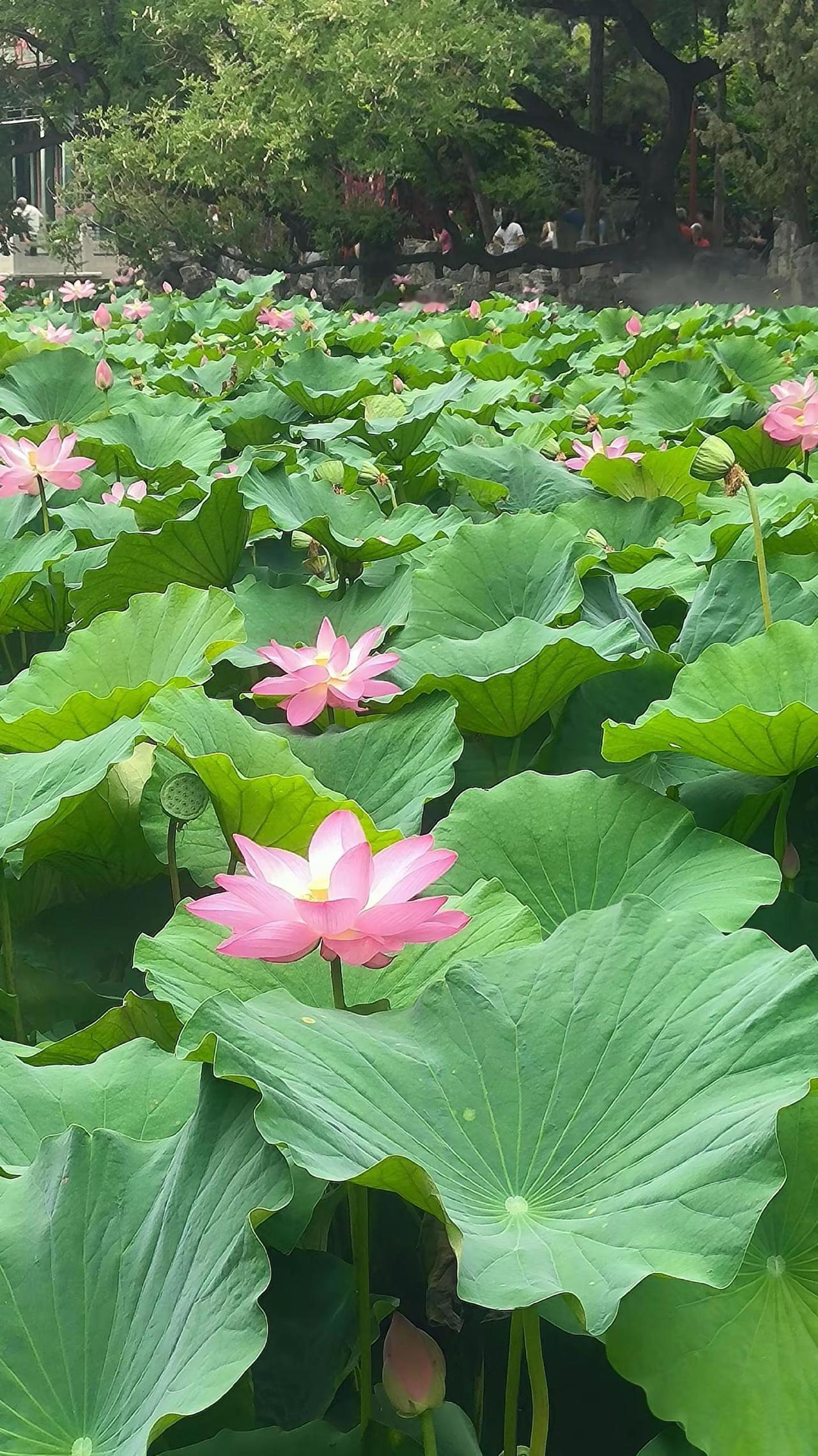 莲池夏艳 保定身边事