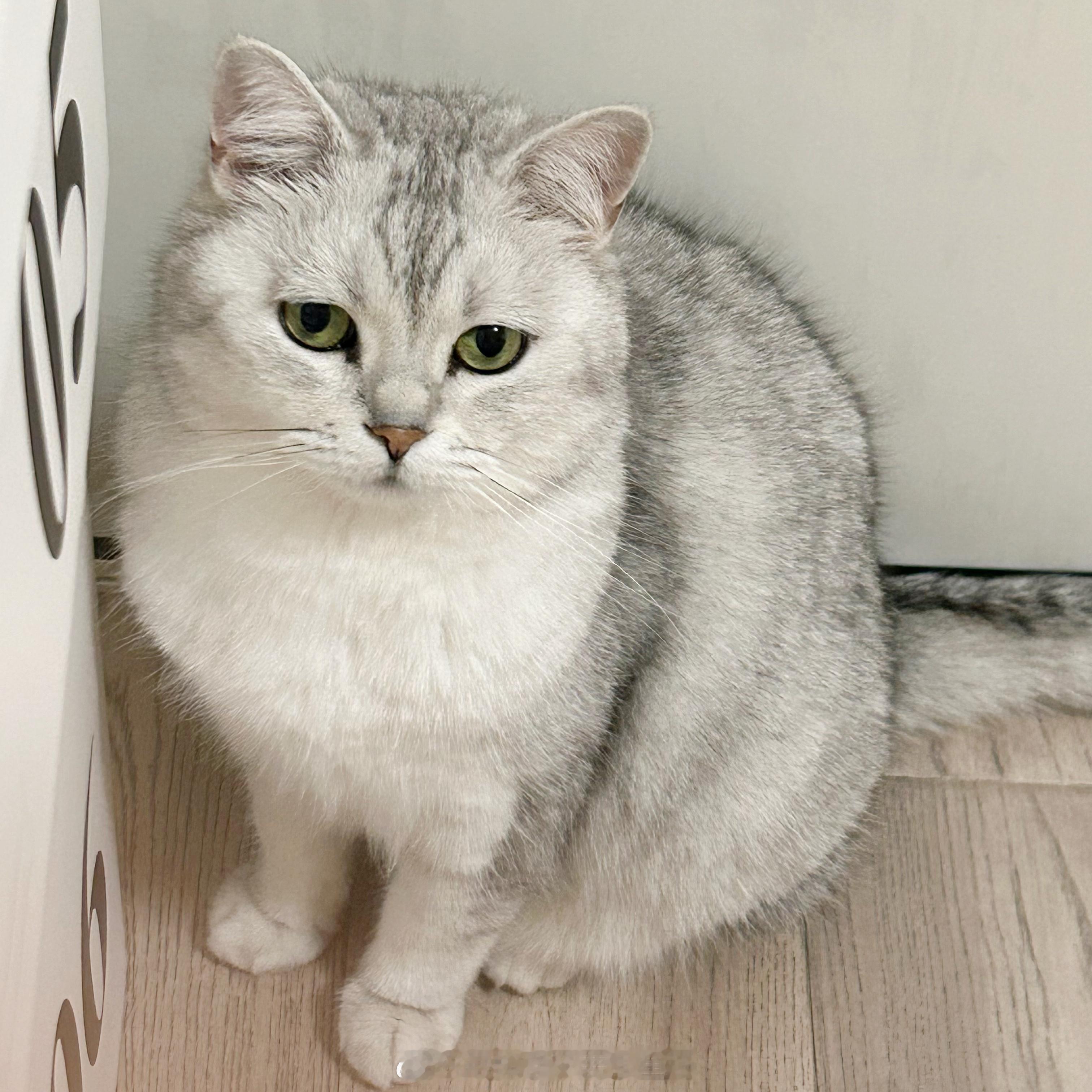 [月亮]#喵趣横生# ​​​