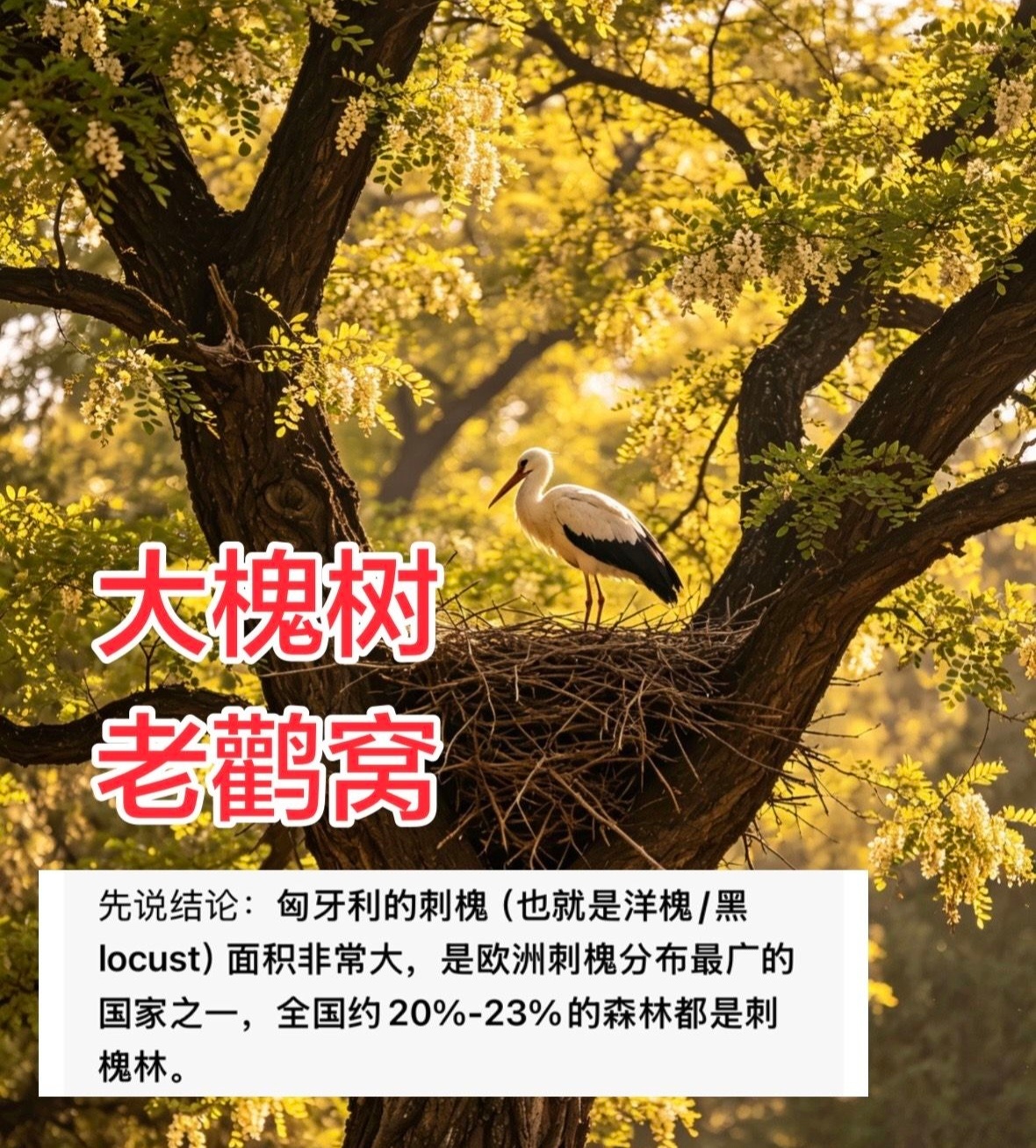 大槐树，老鹳窝。匈牙利这景色不错呀，最近天天刷到网友们寻找老家。