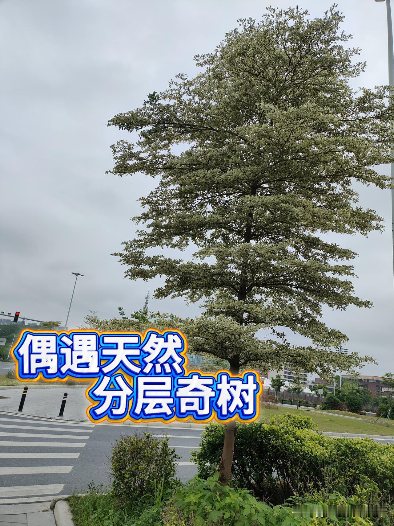 随拍｜路边偶遇分层奇树，天生长成一层层也太神奇了？

5月5日上午，广州雅瑶空铁