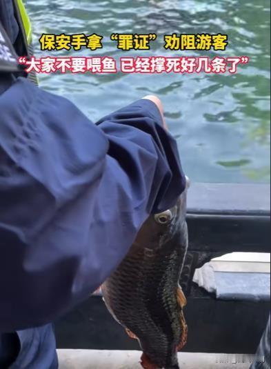 10月4日，正值国庆假期，山东济南的趵突泉景区游人如织。在这样一个热闹的场合，却