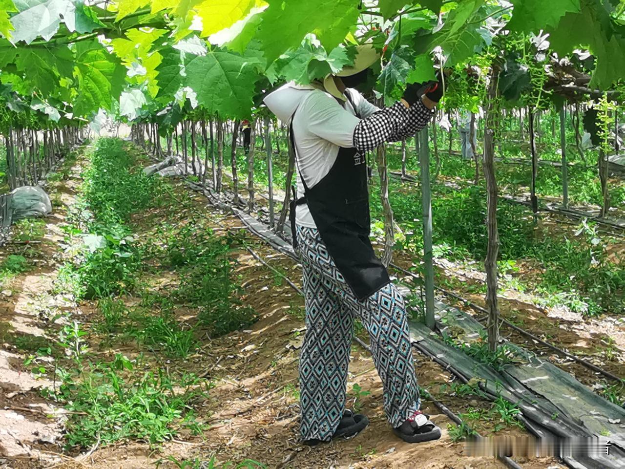 只有三条出路：
一是，尽快推演一个切实可行预案，应对未来三十年内将要落败消失的百