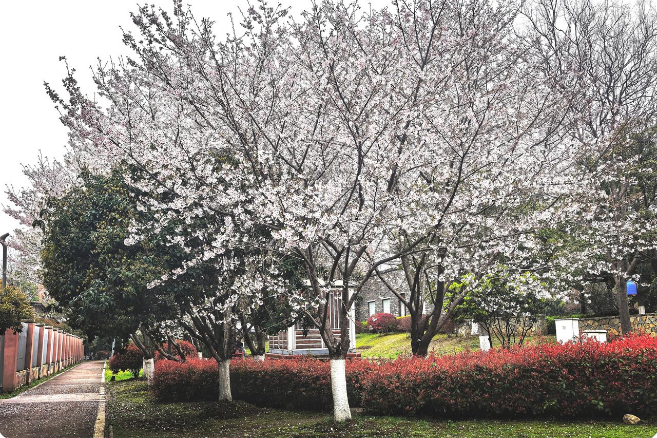武汉园博园的樱花
在武汉园博园的天地，樱花似梦幻的云朵飘起。每一朵都带着春的讯息