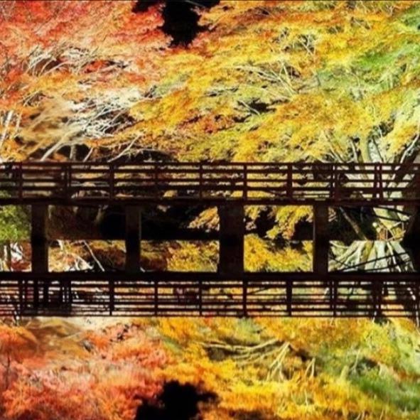 通向秋天的桥，绝美！