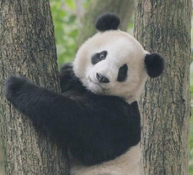 来自四川大熊猫繁殖中心雄性大熊猫平平和雌性大熊猫福双将赴美，这个是延续20年中美