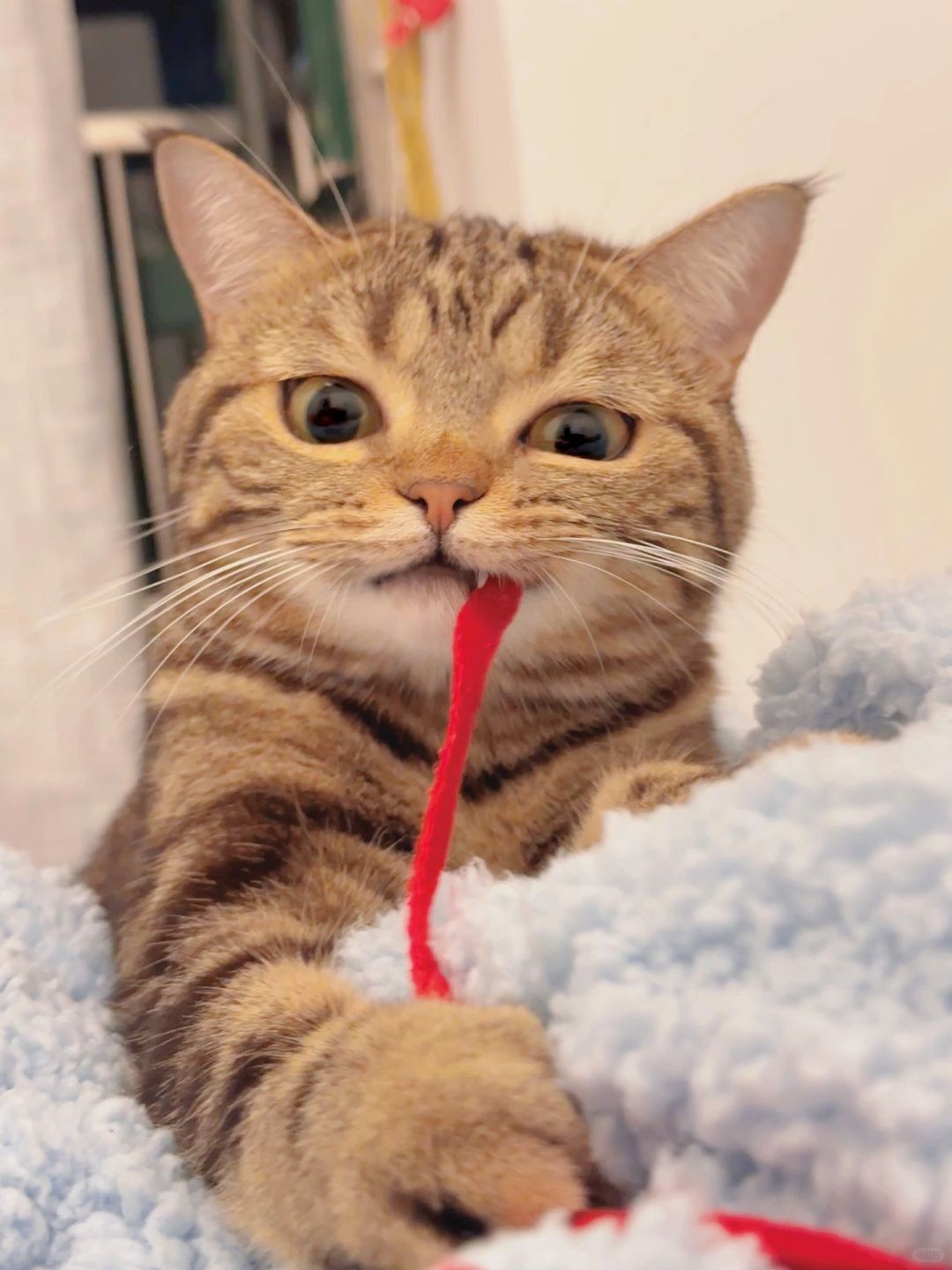 这小红绳牵上了可就不准走了昂