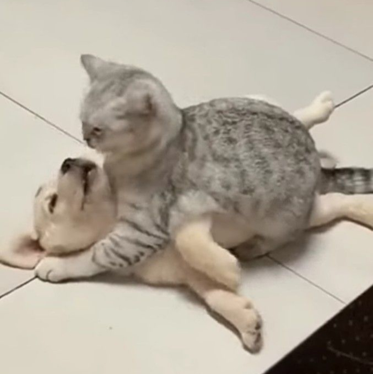 我猫狗了…… 