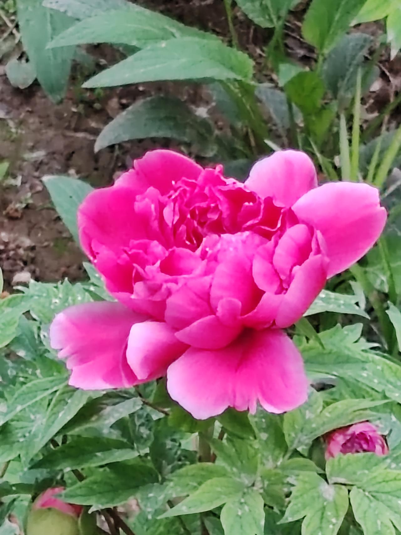 诗好，花美。赏心，悦目。[赞]