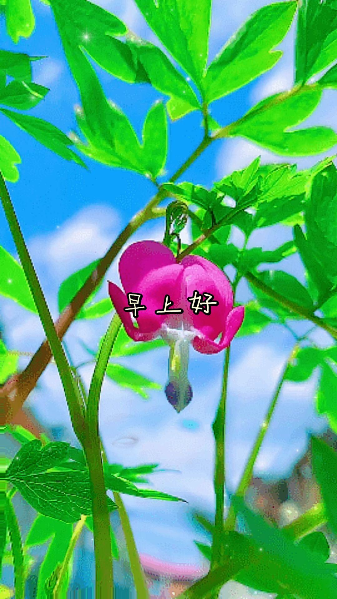早上好