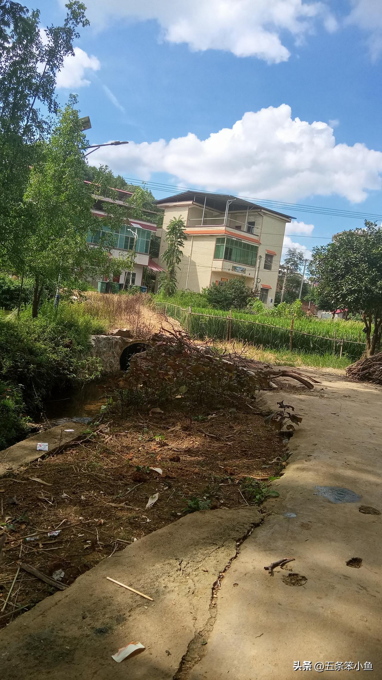 夏日生活打卡季夏天的这个是日子其实非常惬意的，然后呢每天就躺在家里，也不用上班，