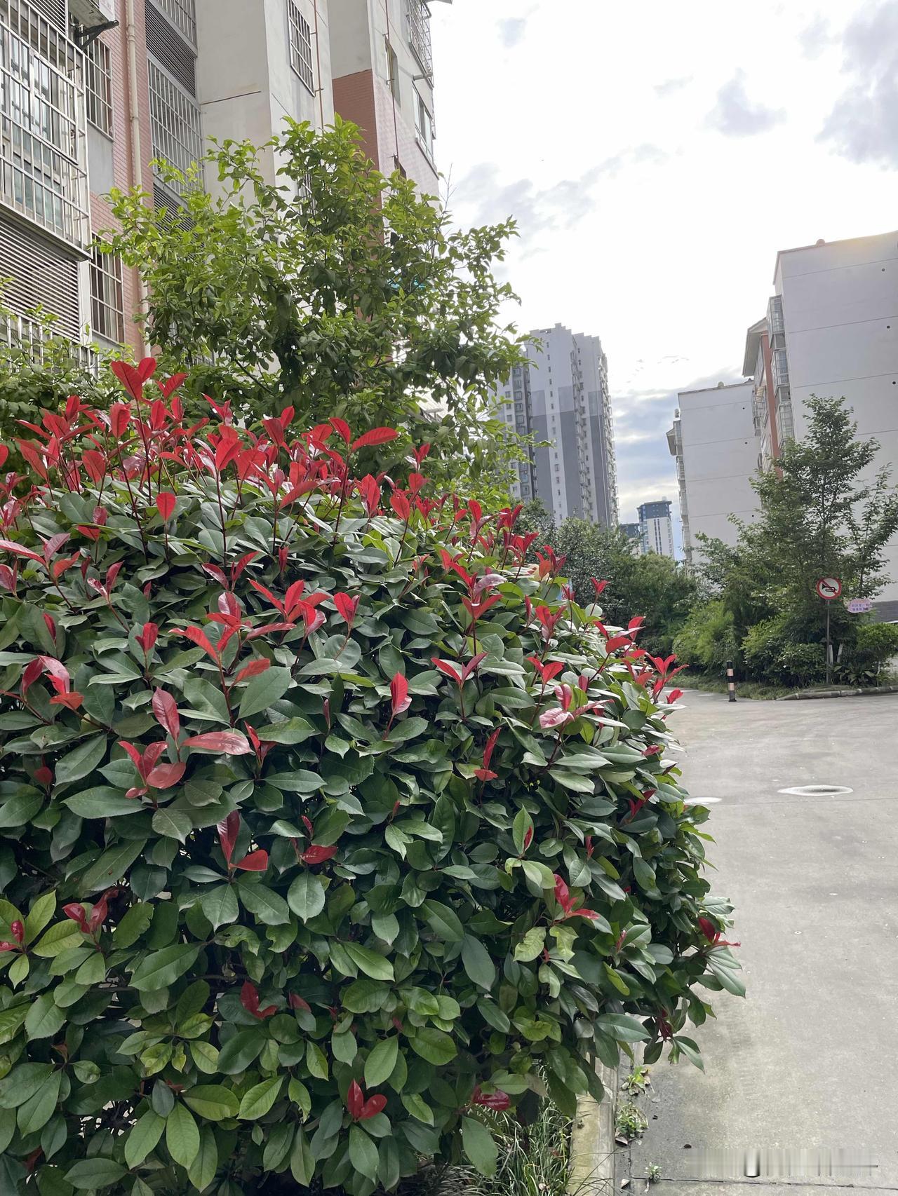 今日感悟：保持好奇心，像孩子一样对世界发问，答案或许就藏在下一个转角哦。