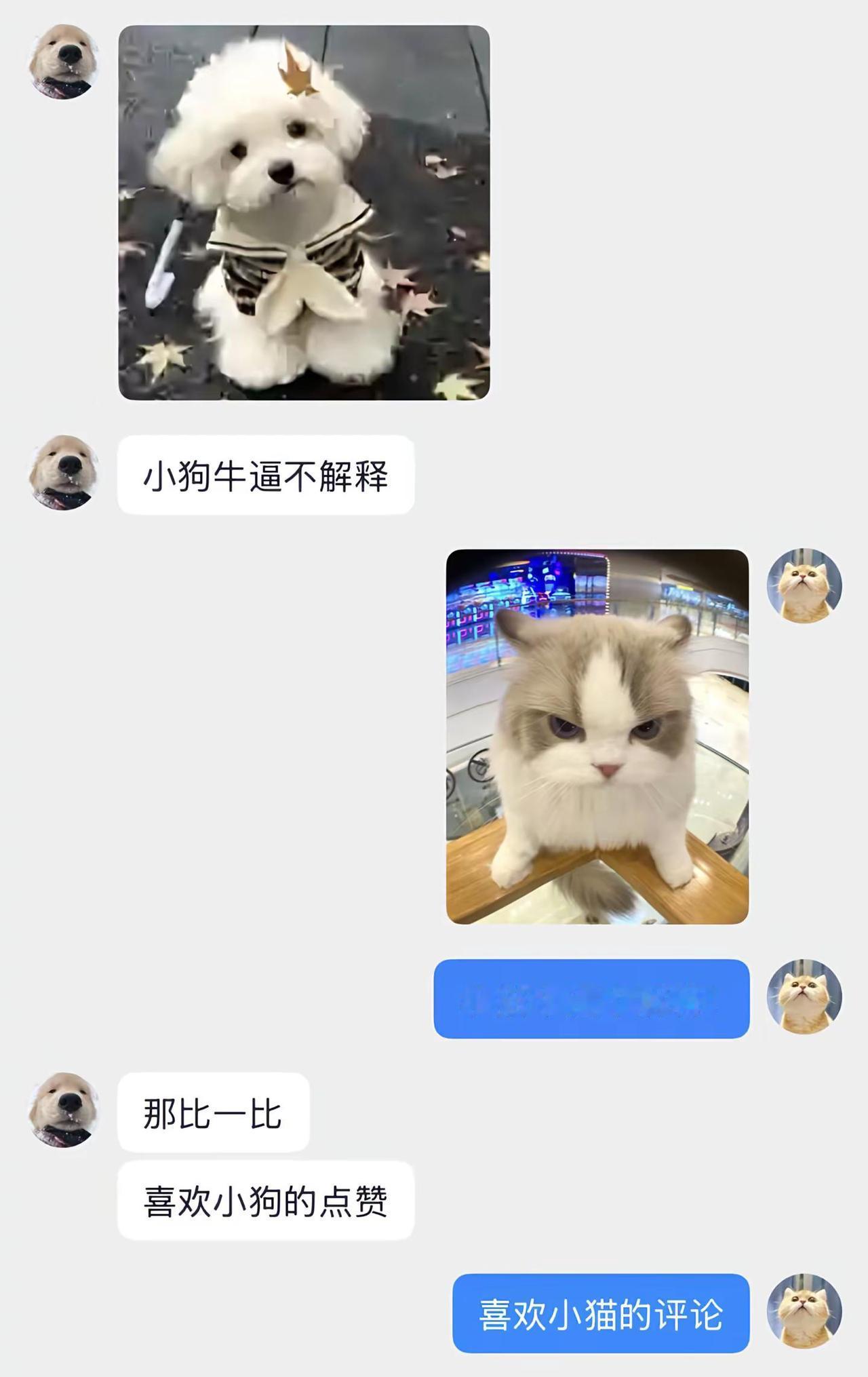 小猫小狗比一比，我不管，小猫要赢！小猫 猫咪 猫咪的不服全写在脸上 小狗