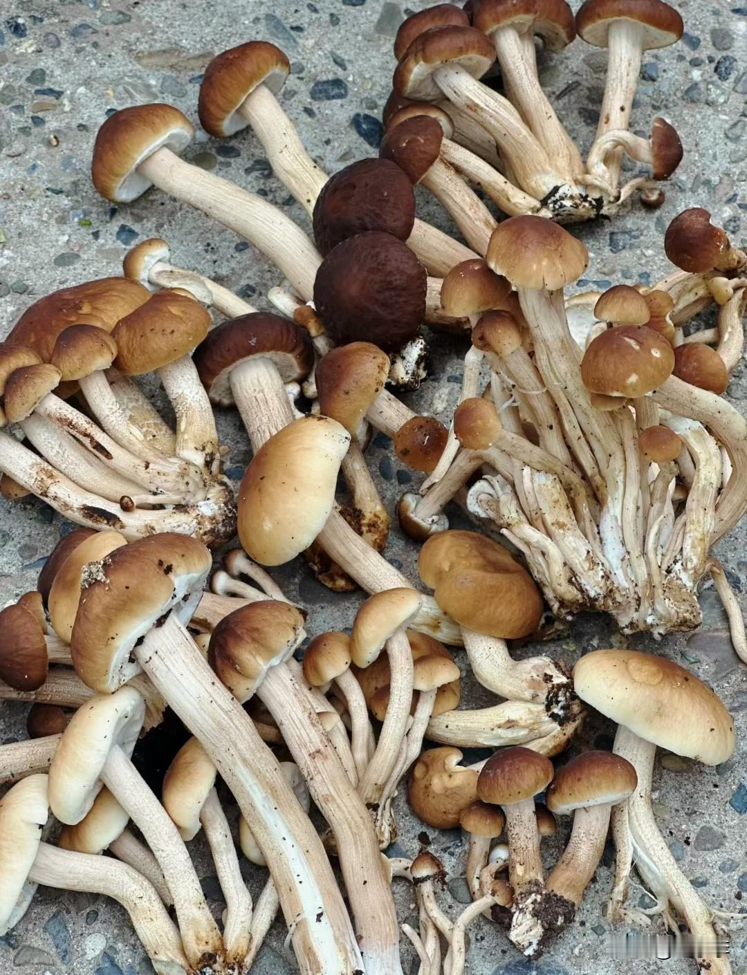 冬日生活打卡季买了新鲜的茶树菇[灵光一闪]茶树菇