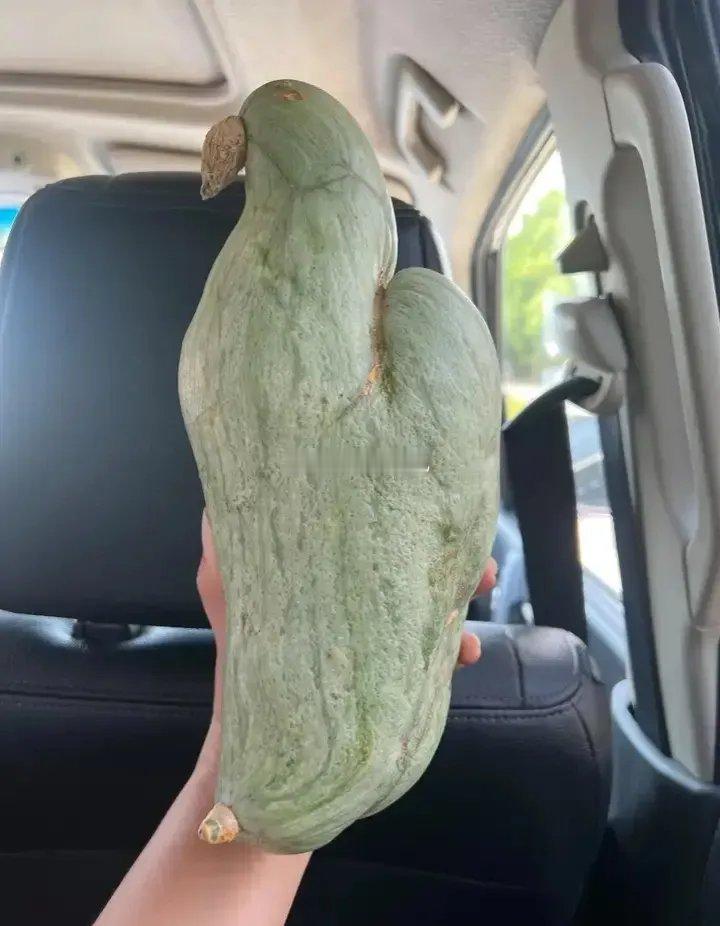 这南瓜，是不是投错胎了？还以为是只小动物呢！ ​​​