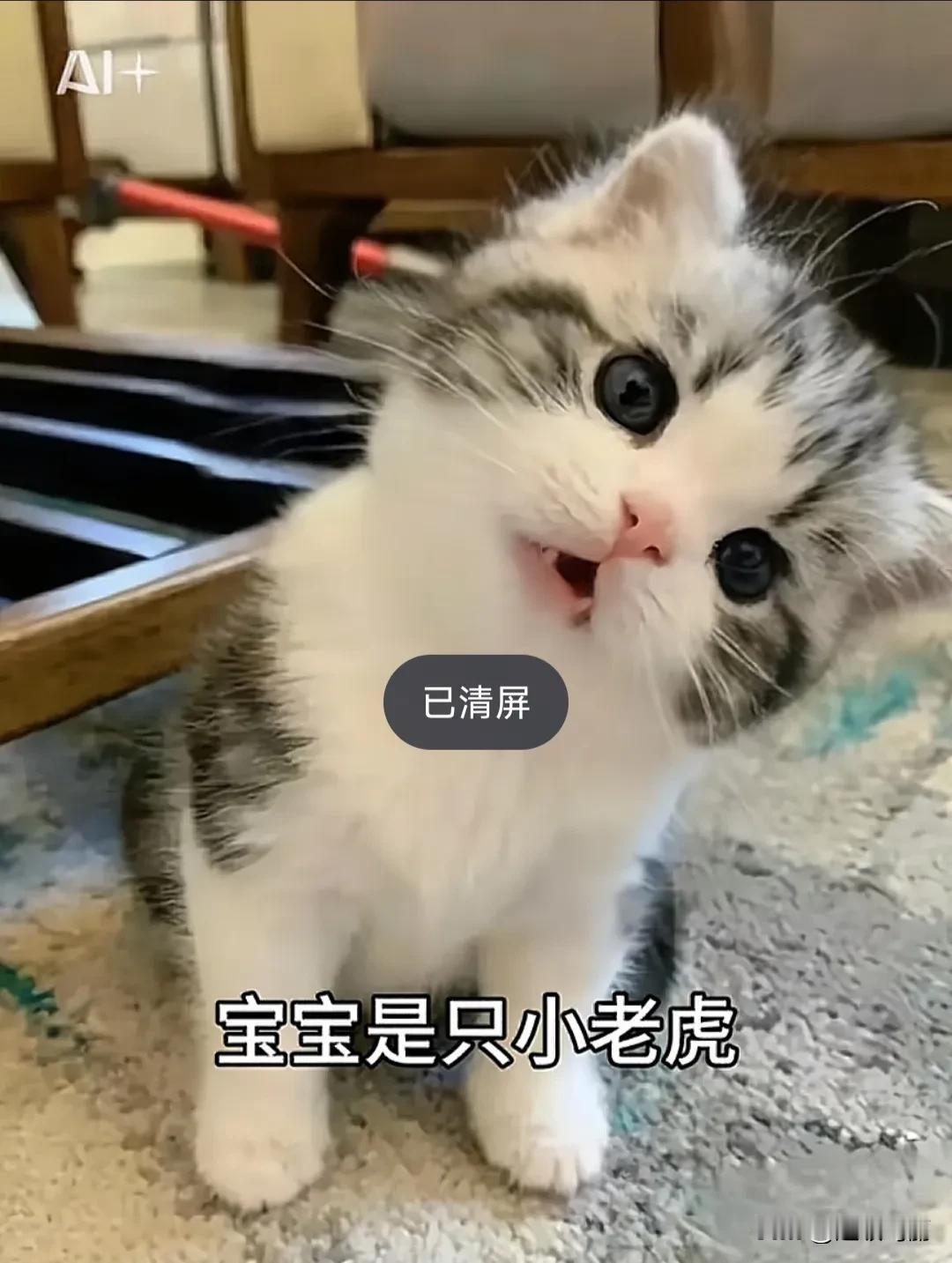 真的奉劝大家不要用这种ai了！！！会收集动物的面部信息  偷小动物们银行卡里的?
