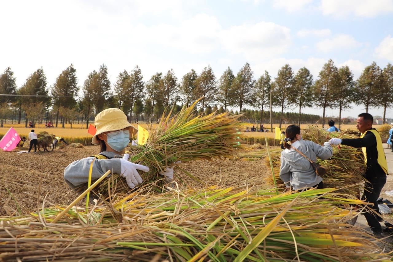 颠覆认知！魔都上海竟是“种田天花板”，靠科技把耕地种出黄金价
 
提起上海，没人