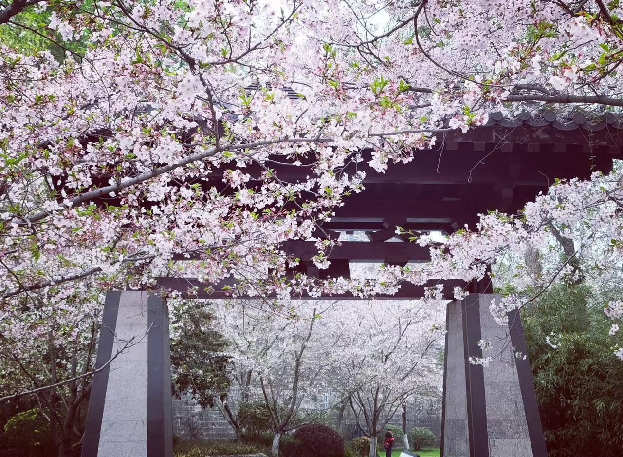 朱门映粉樱，春风渡古庭，一抬头，便撞进了满树温柔的春。